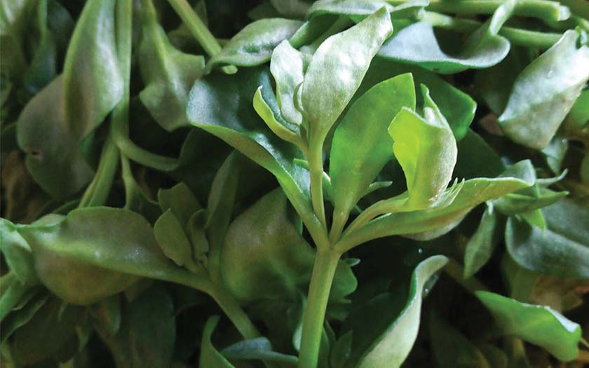 穿心莲 苦入心当进补